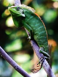 Image result for Urochloa jubata