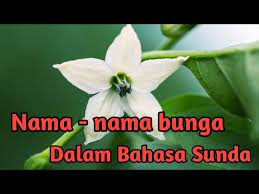 Sundapedia.com adalah situs belajar bahasa sunda online. Nama Nama Bunga Tanaman Dalam Bahasa Sunda Materi Daring Youtube