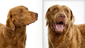 Chesapeake Bay Retriever Color Chart Goldenacresdogs Com