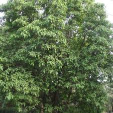 Image result for Ficus sur