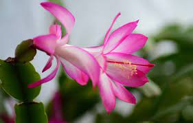 En dégustant le nectar produit par la plante au sommet de son ascidie, les insectes finissent par tomber à. Plante Grasse A Fleur La Liste Des 20 Plus Belles Pour Votre Jardin