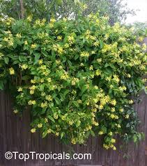 Image result for Tristellateia