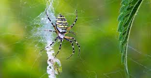 Because of it's stunningly bizarre beauty it is natural that the. What Are Spider Webs Made Of And How Natural History Museum