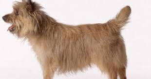 Pin By Richard Gilbert On Animals Birds Pet Birds Animals Terrier