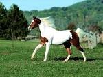 What Does Chevaux Mean
