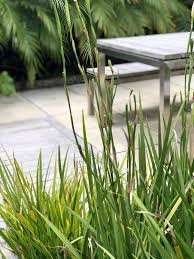 Here are five low maintenance tropical plants you can incorporate into your backyard landscape. Farrar Road Kirsten Sach Landscape Design Ltd