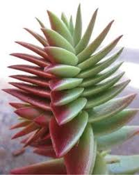 You can browse the latest numbers by subject using the menu. 32 Succulent Wish List Ideas Plants Succulents Planting Succulents