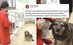Knight Scoop: Sacchan The Dog Video Is The Best Thing On The Internet