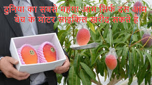 Miyazaki have a red and vibrant skin with yellow spots speckled over. World S Most Expensive Mango Amazing Japan Agriculture Technology Farm In Hindi Techmeetdc Bwg Ep 7 Youtube