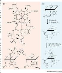 Plants contain no vitamin b12 but ruminal and intestinal bacteria can synthesize adequate amounts when sufficient (approximately 0.1 mg cobalt per kg diet dry matter) cobalt is available. Figure 1 From Cobalamin S Vitamin B12 Surprising Function As A Photoreceptor Semantic Scholar
