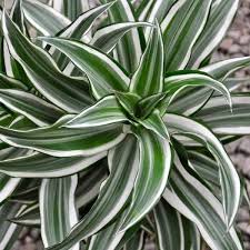 Dracaena warneckii caring tips light & temperature. Buy Dracaena Green Stripe Compacta Plants Online Garden Goods