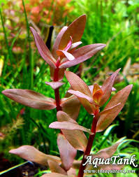 Image result for Nesaea ramosa