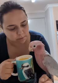 Anyone lost an aviary type bird? My neighbor's have had one fly into their  conservatory, its hurt so if anyones missing one please get in touch.