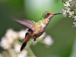 Birds That Start With B 