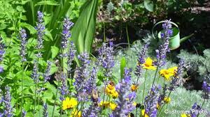 It's named for munstead woods. Munstead English Lavender Lavandula American Meadows