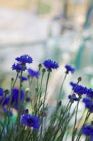 Rosewaterdream Beautiful Flowers Cornflower Wild Flowers