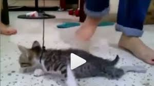 See more of video dan gambar kucing lucu on facebook. Cek Fakta Benarkah Video Kucing Diinjak Sampai Mati Terjadi Di Malaysia
