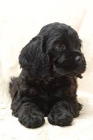 Black And Tan American Cocker Spaniel Puppies For Sale Black American Cocker Spaniel Puppy Black Cocker Spaniel Puppies Cocker Spaniel Puppies American Cocker Spaniel