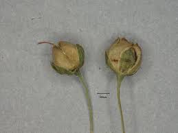 Image result for Scoparia dulcis