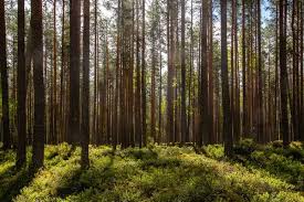 ПРО ДОТРИМАННЯ ВИМОГ ЛІСОВОГО ЗАКОНОДАВСТВА УКРАЇНИ  В ЧАСТИНІ ПОРЯДКУ ТА УМОВ СПЕЦІАЛЬНОГО ВИКОРИСТАННЯ ЛІСОВИХ РЕСУРСІВ