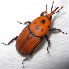 Image result for Rhynchotropis