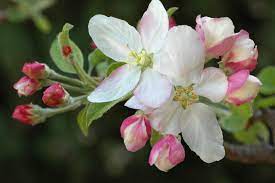 Deshalb gelten die phänologischen wann die apfelblüte 2021 einsetzen wird? Apfelbaum Selbstbefruchtend Gibt Es Das
