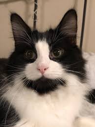 This membrane is located in the corner of each eye towards the center of normally, we cannot see the cat third eyelid because it stays deep inside their eyes. Third Eyelid Has Been Showing For Months Thecatsite