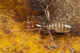 Image result for Schizocarphus