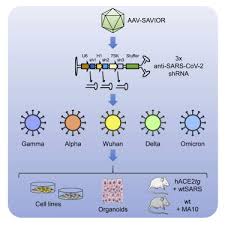 Image result for Gold 1998 AAV