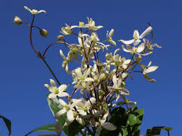 Maybe you would like to learn more about one of these? Immergrune Waldrebe Clematis Armandii Baumschule Horstmann