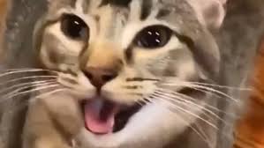 Kedi Dili Satin Al