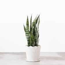 Snake plants cannot tolerate frost, so you can grow them in the ground only in hotter zones (9b to 11) or in a container you bring inside for winter. Live Snake Plant