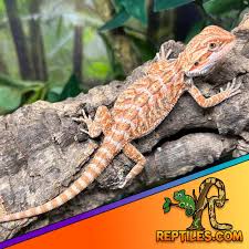 Bearded Dragon Temperatures & Uvb Requirements | Reptifiles