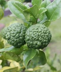 20 Fruits Surprenants Dont Vous N Avez Jamais Entendu Parler Fruits Et Legumes Legume Exotique Fruits Exotiques