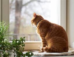cat sitting on window sill looking through window stock photo premium royalty free code 641 08175113 cats cat sitting cat window