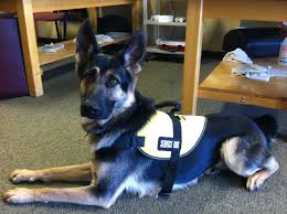Gunner My German Shepherd Working At The Physical Therapy Clinic As A Therapy Dog Therapy Dogs Dog Rules Service Dogs