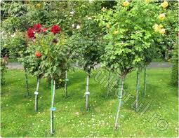 Trandafir pe trunchi 'eminence'® vândut. Trandafiri Cu Trunchi Si Coroana Inmultire Ingrijire Horticultorul Ro