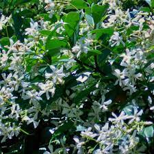 We did not find results for: Indian Jasmine Planting Growing Care