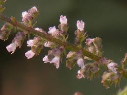 Image result for Basilicum polystachyon