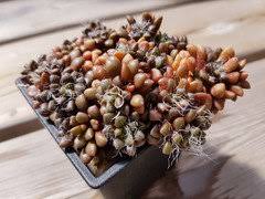 Image result for Anacampseros subnuda