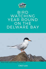 Birdwatching Year Round Delaware Bay Delaware Beaches Cape May
