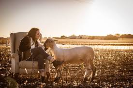 Lamb Senior Photos Livestock Senior Photo Ideas Farm Senior Pictures Country Senior Pictures Fall Senior Pictures