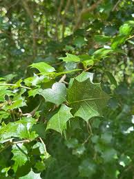 Image result for Alchornea occidentalis