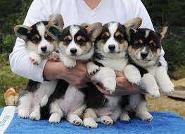 Pin On Corgi Puppies
