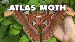 Atlas moth cross stitch pattern instant download (ap603). Meet The Atlas Moth Up Close Youtube