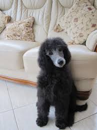 Standard poodle puppies are all beautiful. Pedigree Kc Registered Standard Poodle Puppies In Market Harborough Leicestershire Born 26 11 19