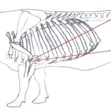 Can anyone post pictures of them? Pdf Diagnosis And Management Of Abomasal Disorders In Cattle