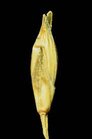 Image result for Acroceras macrum