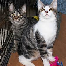 Their coat is soft with markings that are spotted or marbled in various shades a person who would enjoy and yet be tolerant of their cat getting into cupboards and on top of virtually anything tall would do well with this breed. Bengal Kittens For Sale In Ohio Adoptapet Com