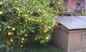 Meyer lemon trees, citrus meyeri, have been popular for over a hundred years, and it's easy to see why. Meyer Lemon Tree Care It S Sweeter Than You Think Epic Gardening